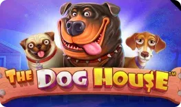 247Vibes – The Dog House